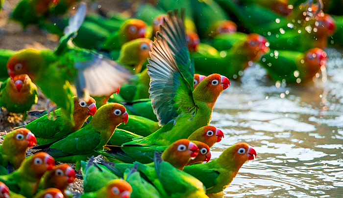 Lilian's Love Bird