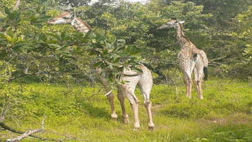 Giraffe